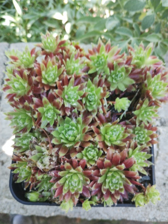 Sempervivum ´SPHERETTE´